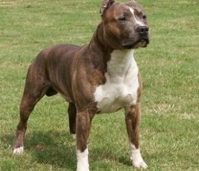 Obligaciones de los dueños de perros. El seguro de responsabilidad civil.